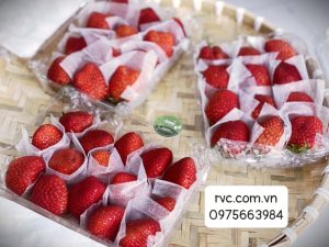 Hộp nhựa đựng dâu tây