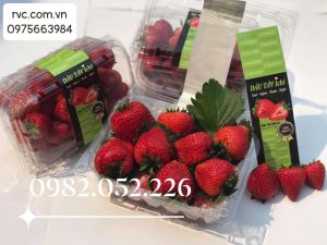 Hộp nhựa đựng dâu tây