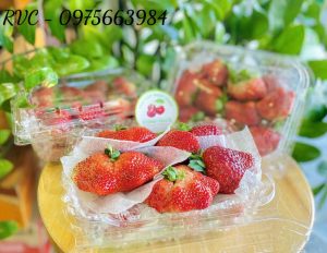 Hộp nhựa đựng dâu tây