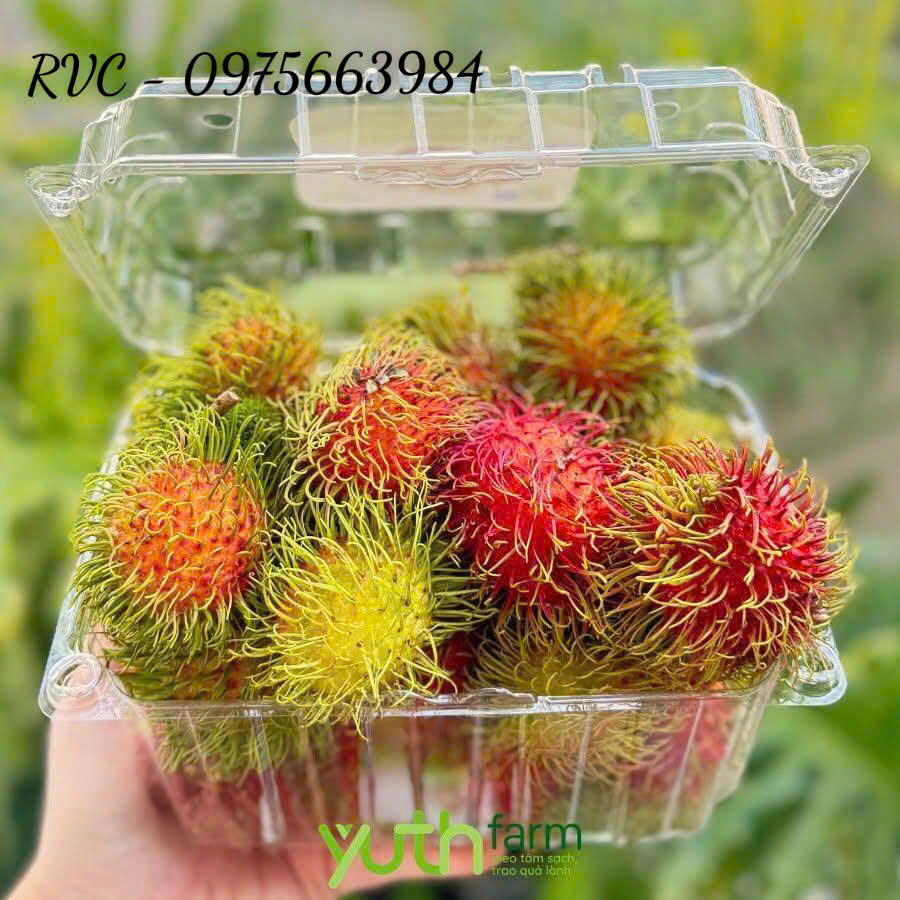 Hộp nhựa trái cây P1000B